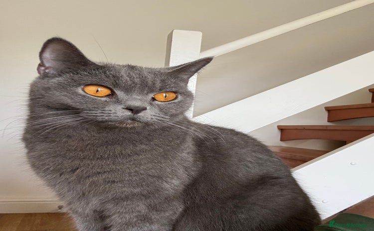 British Shorthair cats - Advert 16