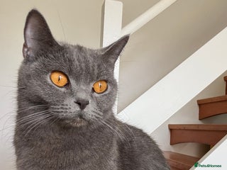 British Shorthair cats - Advert 1