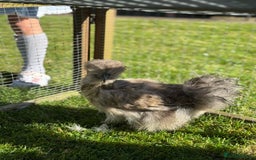 Chickens poultry for sale: Young silkies - 2 cockerels and one hen - Image 4
