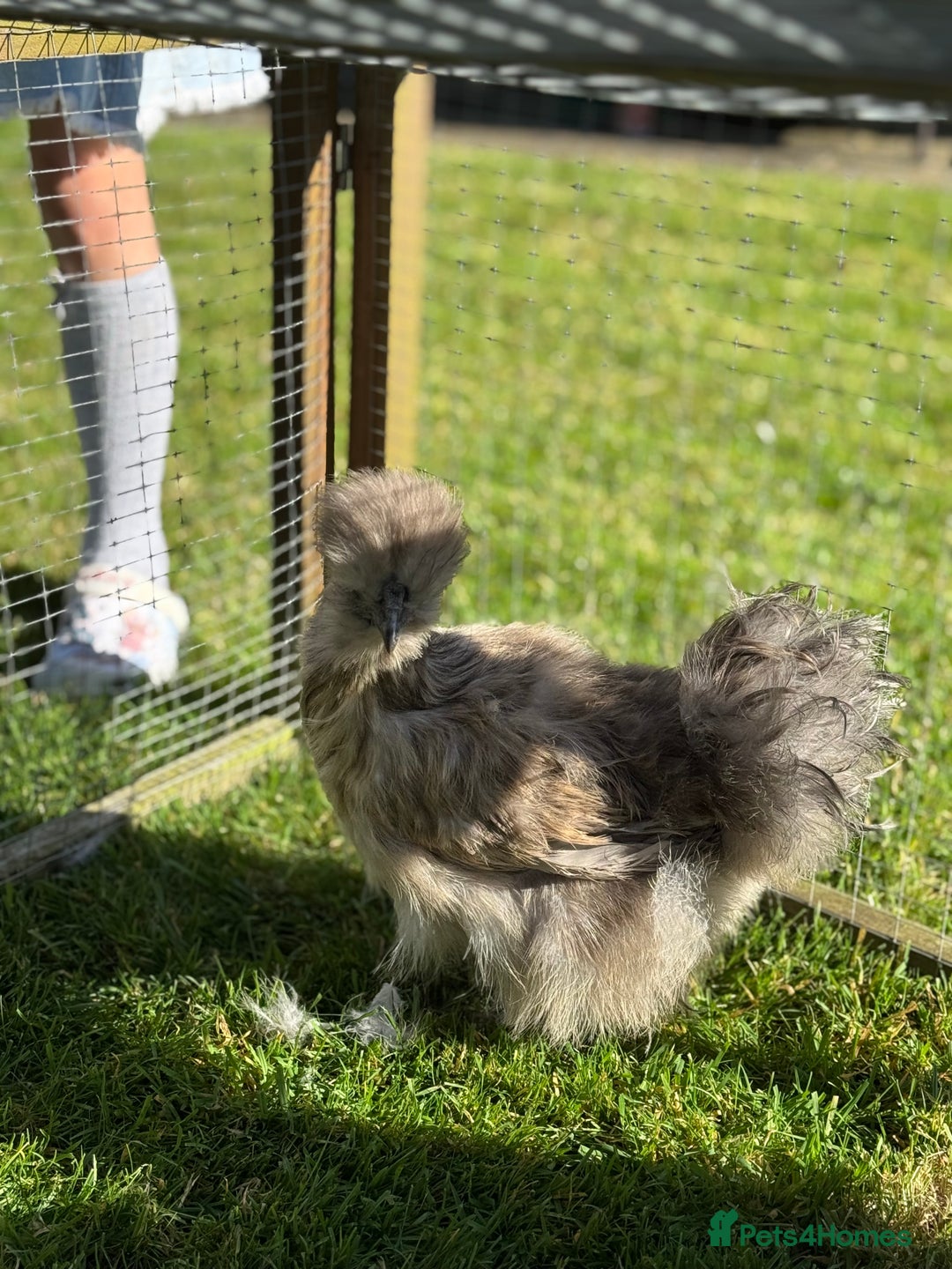 Chickens poultry for sale: Young silkies - 2 cockerels and one hen - Image 4