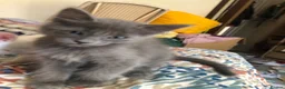 Mixed Breed cats for sale: Our Russian Dolls – Russian Blue × Ragdoll Kittens - Advert 12