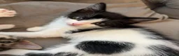 British Shorthair cats for sale: black and white tuxedo kitten🐱♥️ ready now♥️ - Advert 2