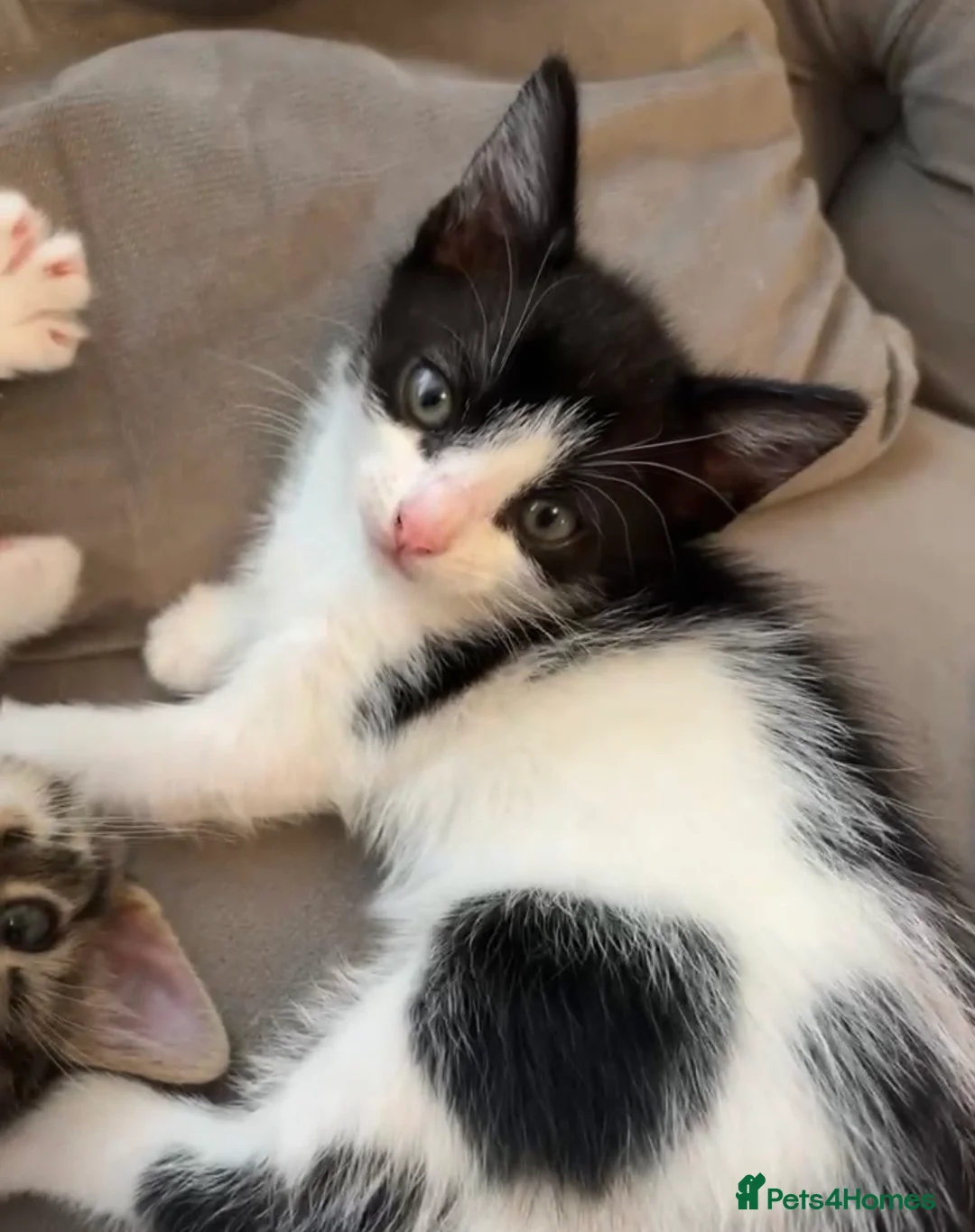 British Shorthair cats for sale: black and white tuxedo kitten🐱♥️ ready now♥️ - Advert 2