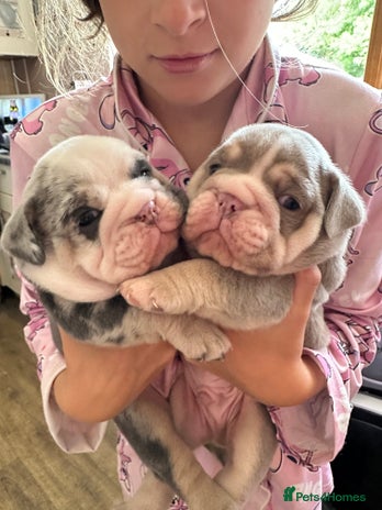 English Bulldog dogs - Advert 1