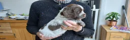 Sprocker dogs for sale: Sprocker Spaniels in Stockport - Advert 2