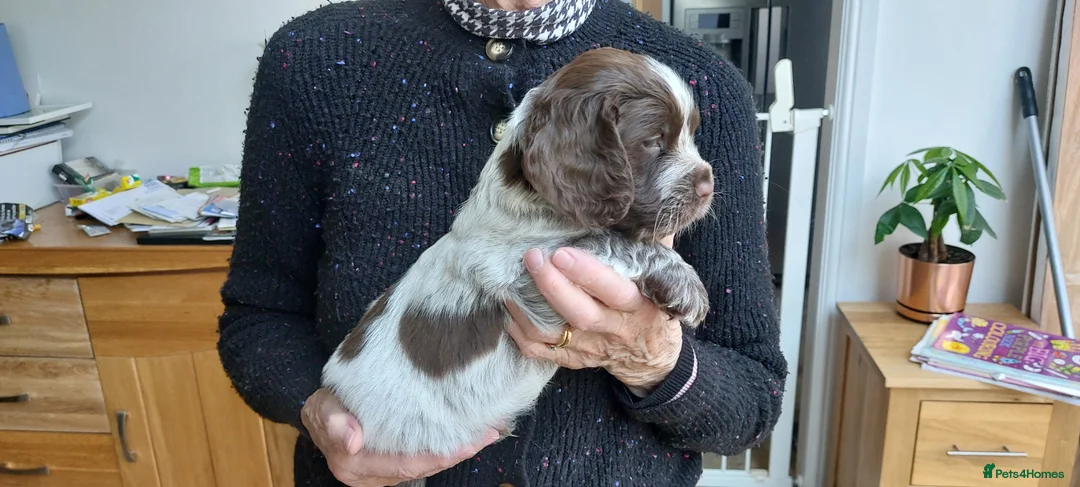 Sprocker dogs for sale: Sprocker Spaniels in Stockport - Advert 2