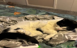 Mixed Breed cats for sale: Bingo - Image 2