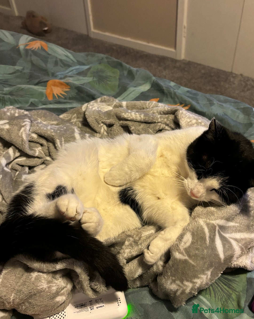 Mixed Breed cats for sale: Bingo - Image 2
