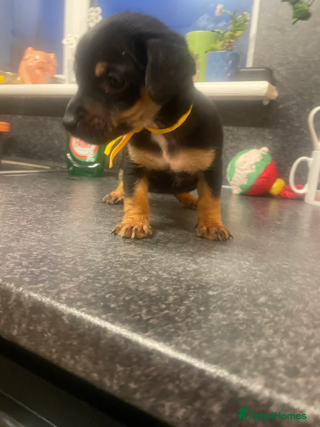 Jack Russell dogs for sale: Jack Russell Puppy - Advert 3