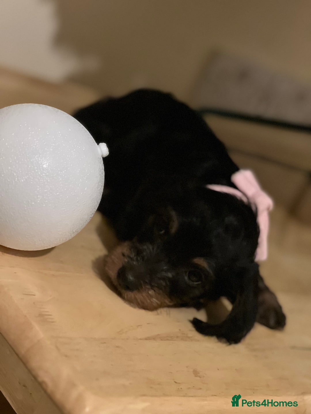 Dachshund dogs for sale: 4 pups for sale  - Advert 12