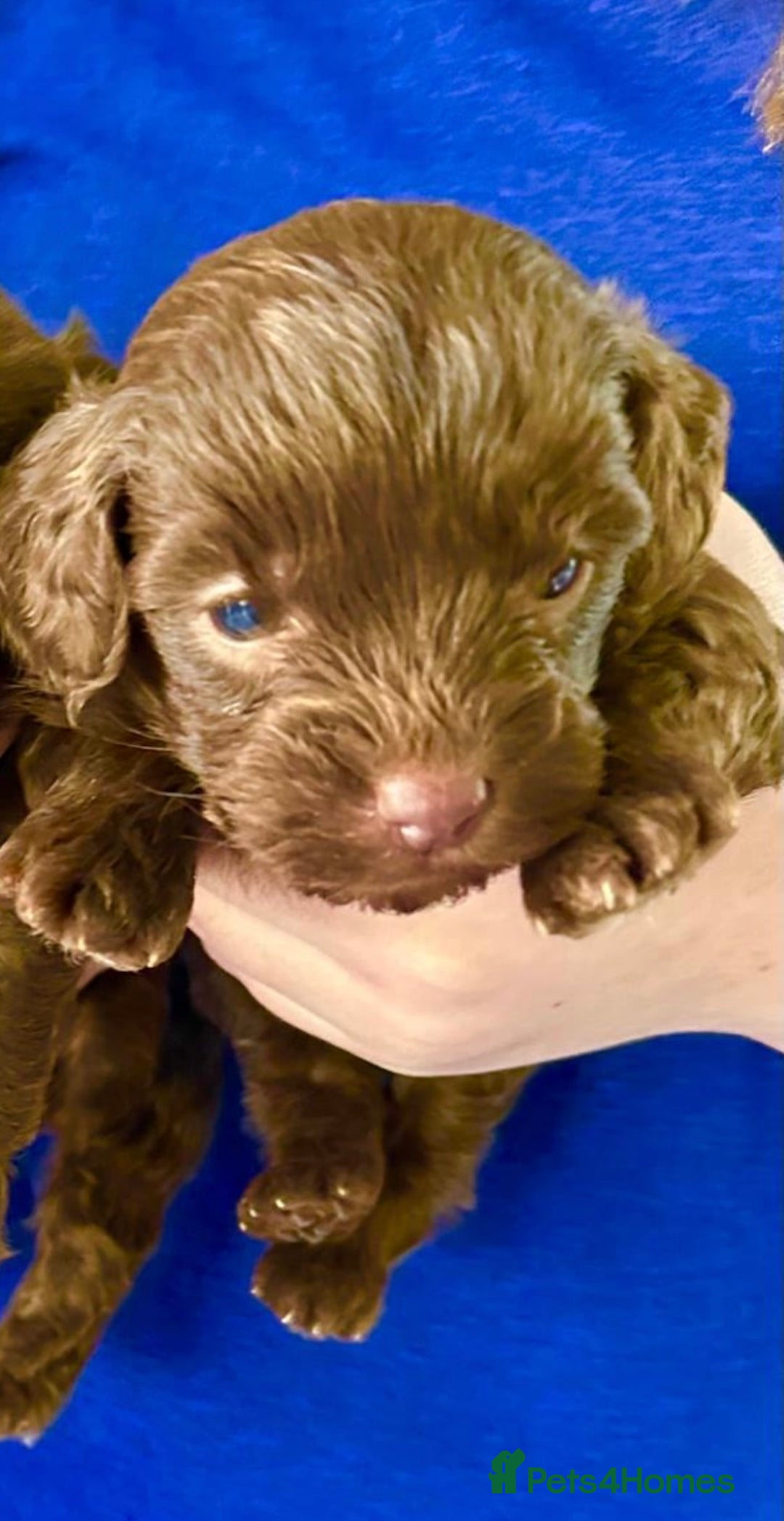 Yorkiepoo dogs for sale:  We go We - Advert 12