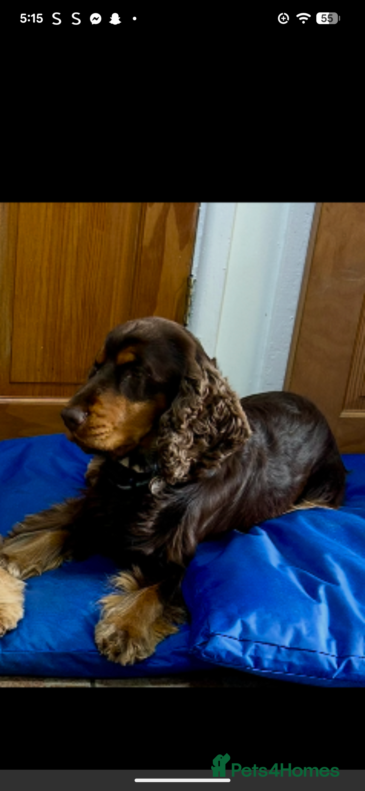 Cocker Spaniel dogs show cocker spaniel puppies health tested parents - Advert 1