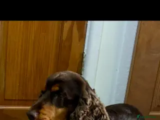 Cocker Spaniel dogs show cocker spaniel puppies health tested parents - Advert 1