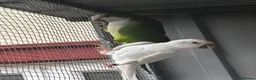 Parrots birds for sale: PROVEN breeding pair of quakers in Faversham - Advert 3