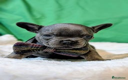 French Bulldog dogs for sale: Stunning French bulldog puppies 🐕 - Image 19