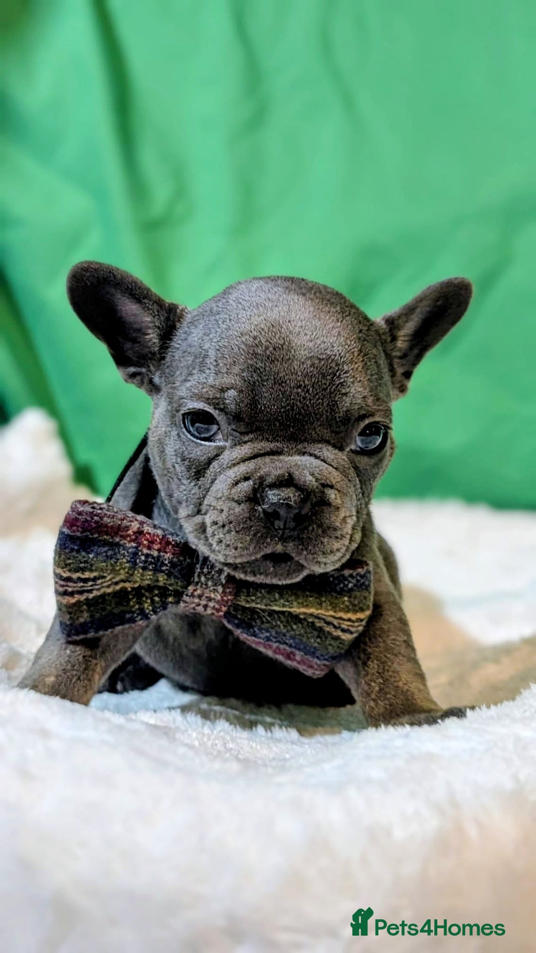 French Bulldog dogs for sale: Stunning French bulldog puppies 🐕 - Image 19