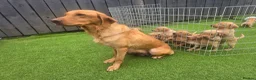 Labrador Retriever dogs for sale: Fox red labrador puppies  in Sunderland - Advert 24