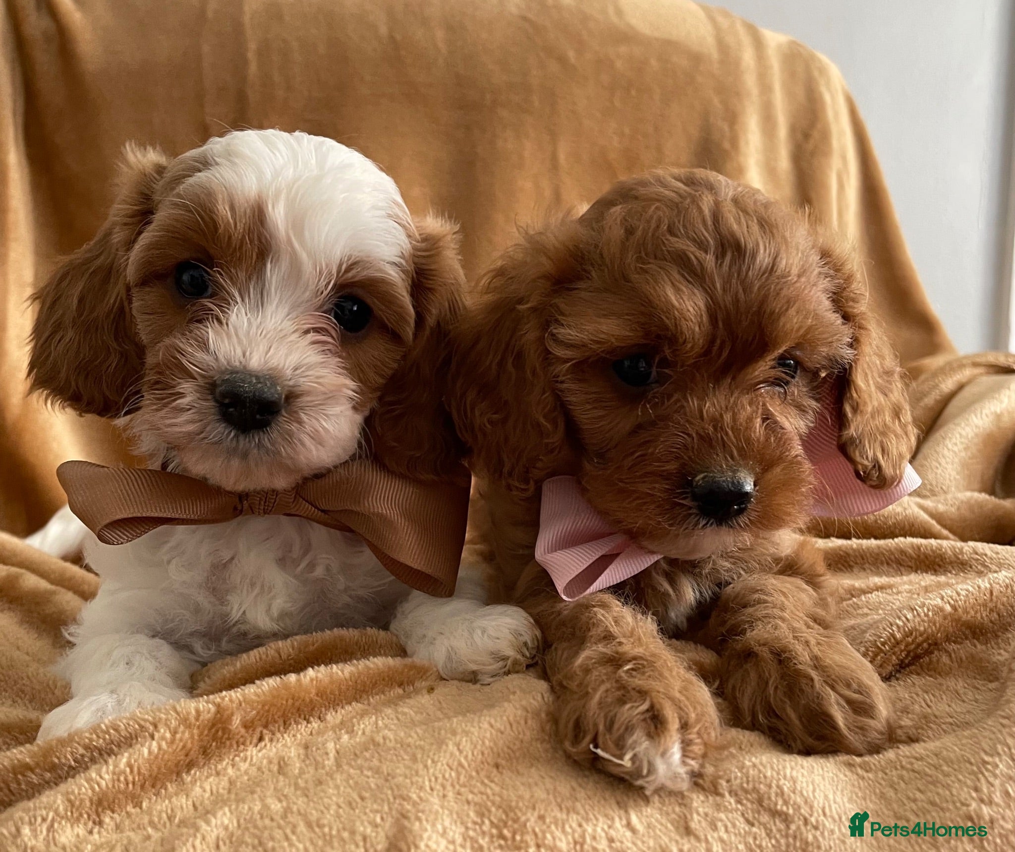 Cavapoo dogs 🐩🐶🐾FULLY HEALTH CLEAR F1 CAVAPOO🐾🐶🐩  - Advert 13