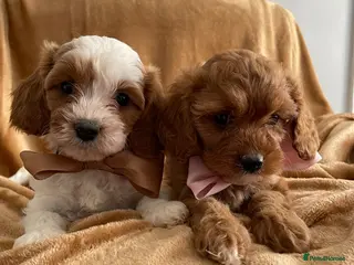 Cavapoo dogs 🐩🐶🐾FULLY HEALTH CLEAR F1 CAVAPOO🐾🐶🐩 - Advert 13