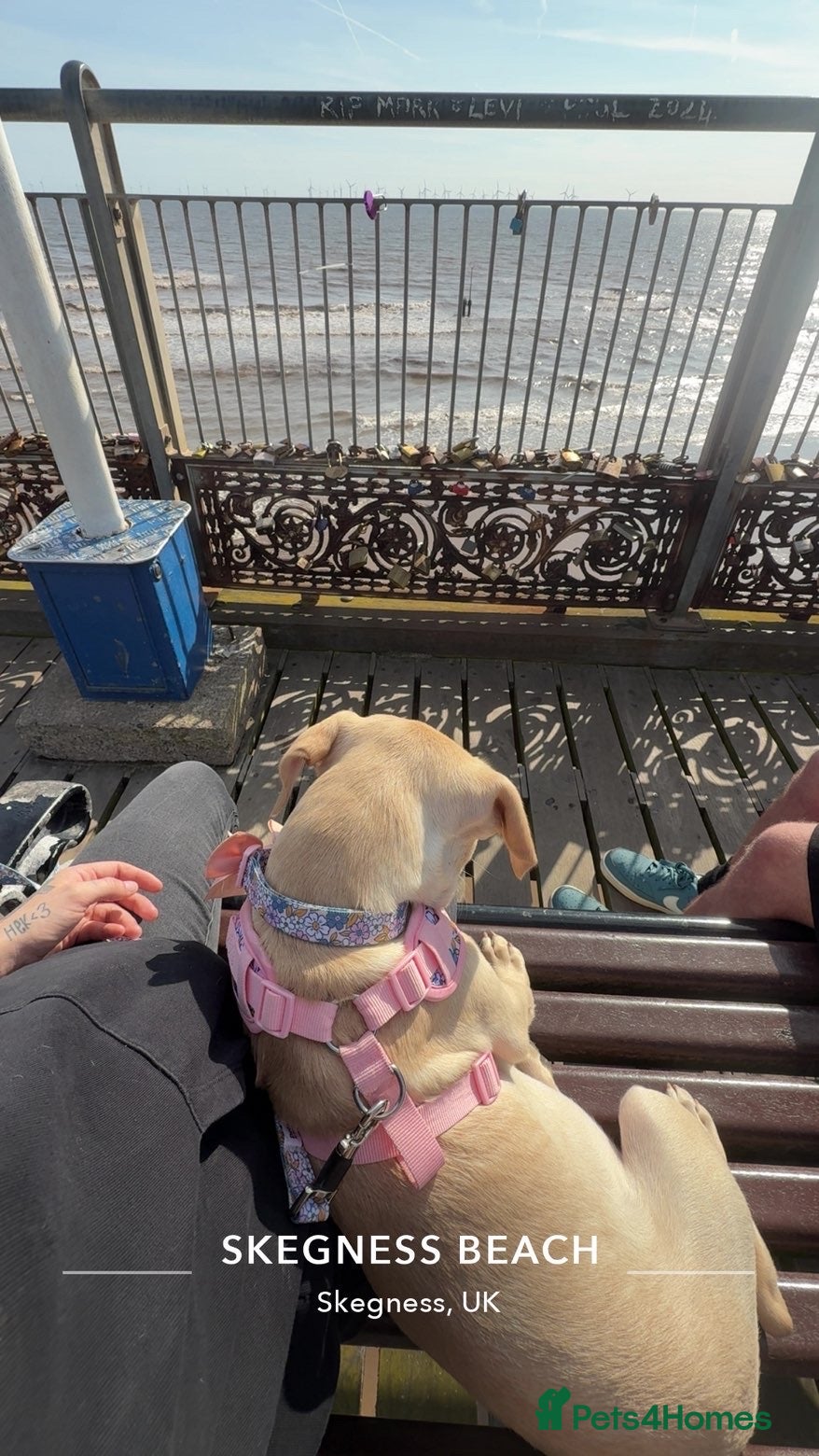 Mixed Breed dogs Delilah - Advert 10