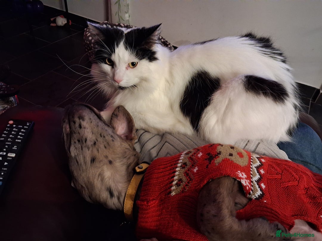 Mixed Breed dogs for sale: Stunning Mastiff x Girl Puppy - Advert 4