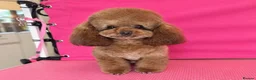 Toy Poodle dogs for stud: Stunning Asian Poodle 1.6kg for STUD ONLY - Advert 16