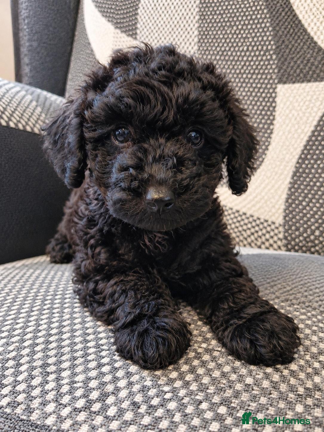 Maltipoo dogs for sale: F1 multipoo toy puppies  - Advert 2