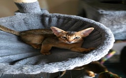 Abyssinian cats for sale: ⭐️Stunning Pedigree Abyssinian Kittens⭐ - Image 22