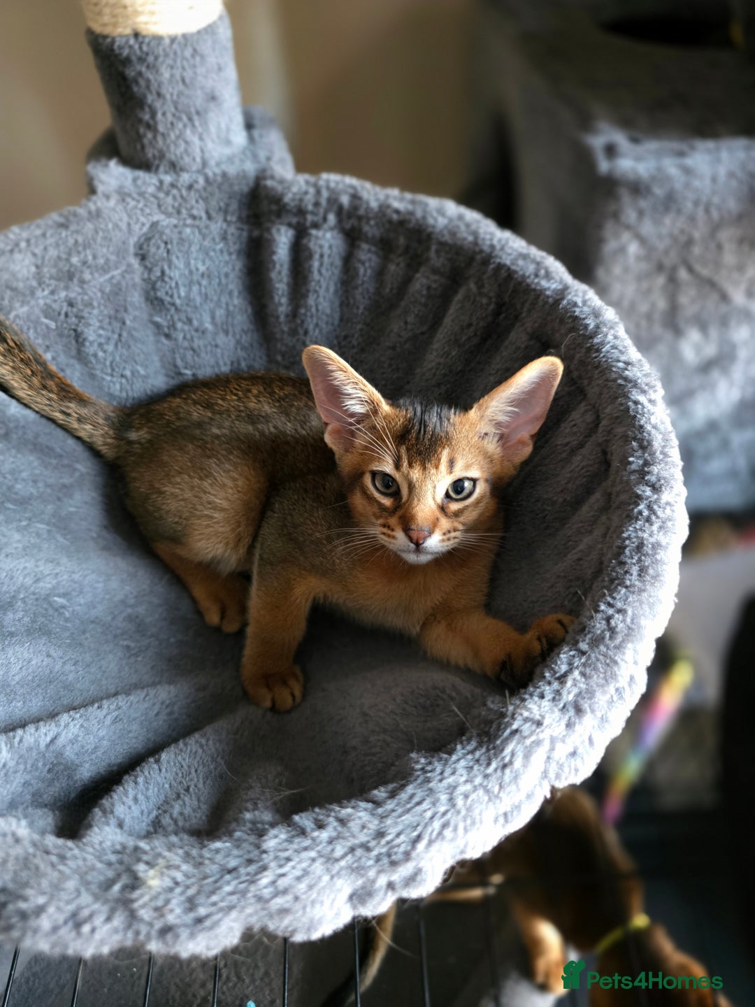 Abyssinian cats for sale: ⭐️Stunning Pedigree Abyssinian Kittens⭐ - Image 22