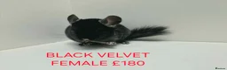 Chinchilla rodents for sale: HANDLED & TAME CHINCHILLA MIX COLOURS AND GENDER - Advert 10