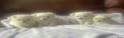 Chihuahua dogs for sale: 4 white long coat pups  - Advert 7