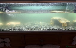 Axolotl reptiles for sale: Axolotl with tank and filter  - Advert 2