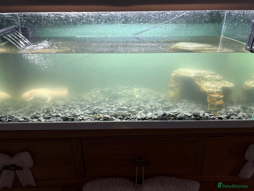 Axolotl reptiles for sale: Axolotl with tank and filter  - Advert 2