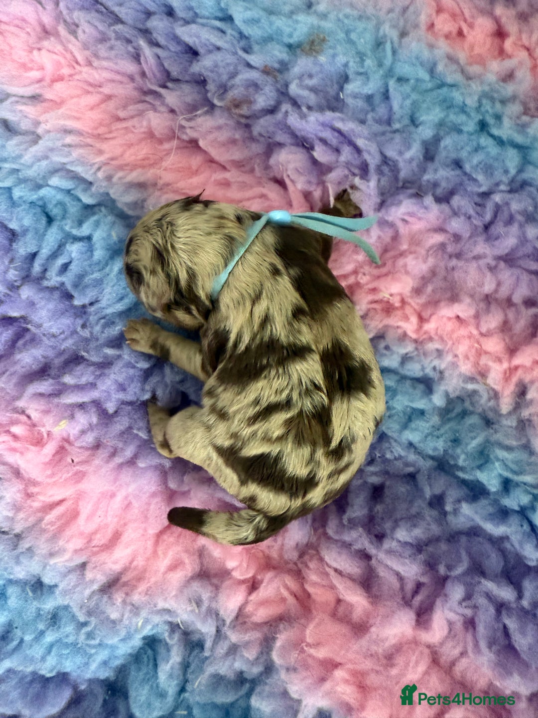Cockapoo dogs for sale: F2bb Cockapoo Chocolate Merle Puppies  - Image 4