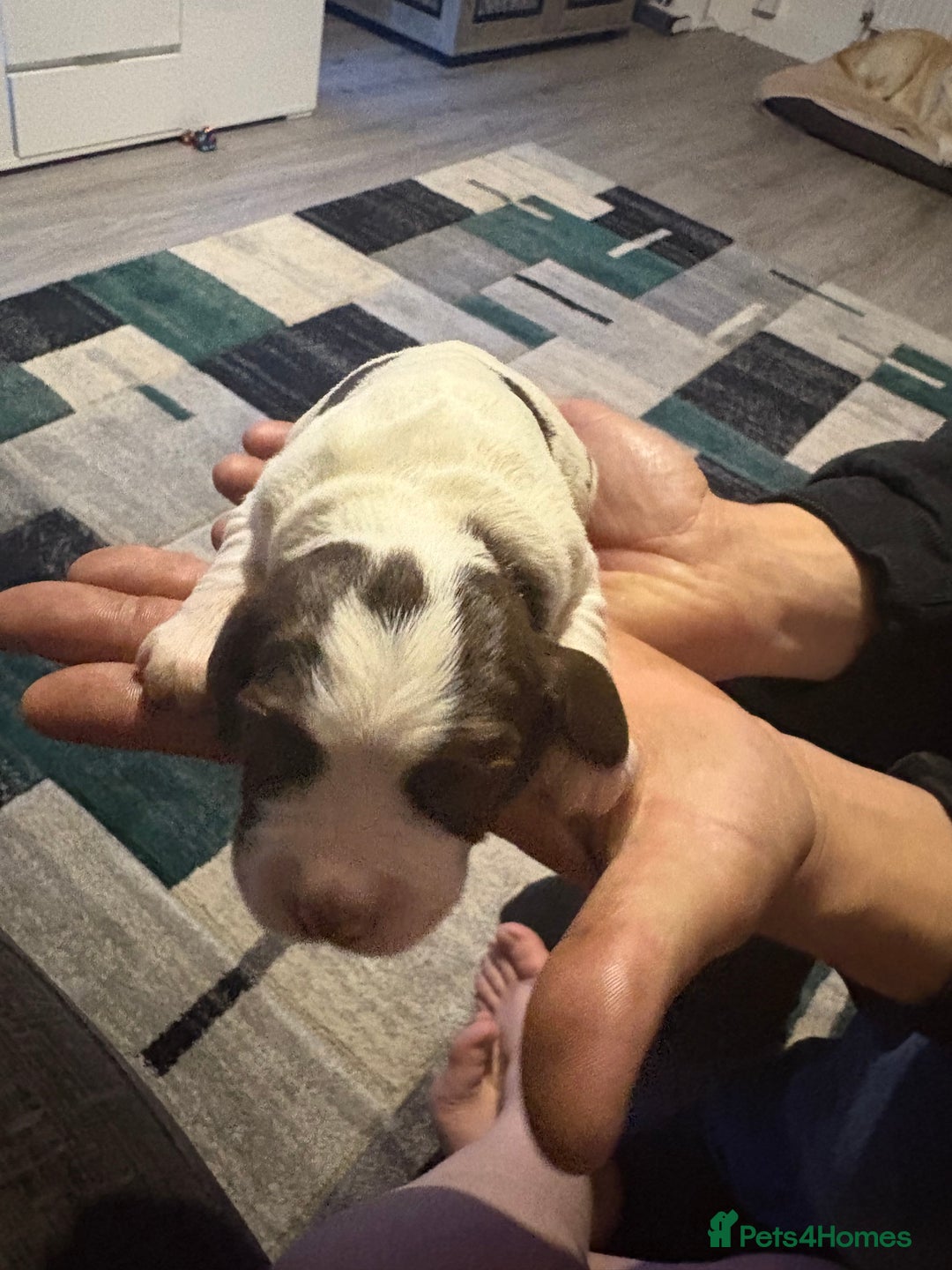 Cockerdor dogs for sale: Cockerdors  - Advert 28