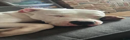 American Bulldog dogs for stud: Echo - American Bulldog - Advert 7