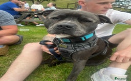 Staffordshire Bull Terrier dogs for sale: Reggie - 2 year old blue/brindle staffy  - Image 3