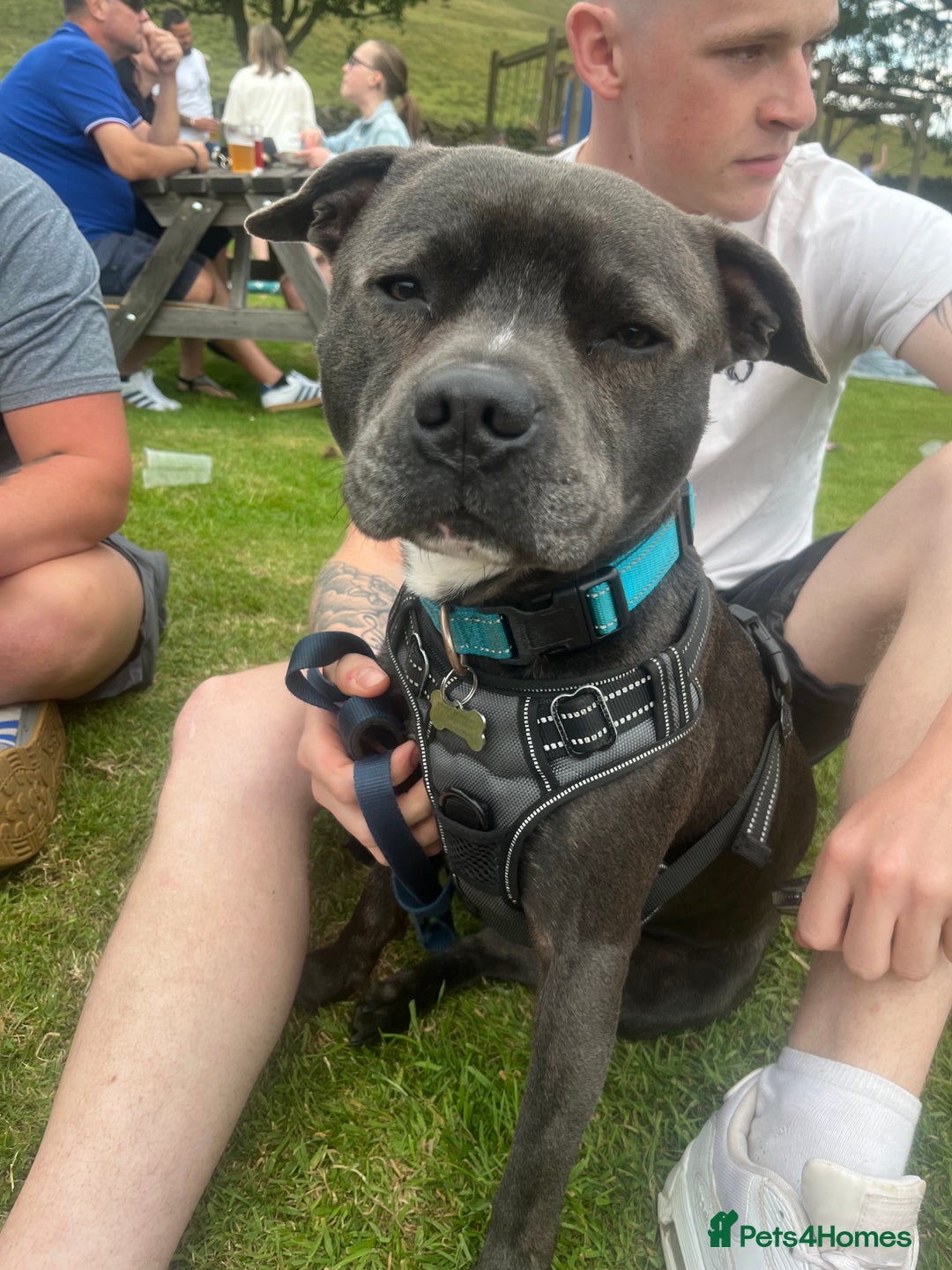 Staffordshire Bull Terrier dogs for sale: Reggie - 2 year old blue/brindle staffy  - Image 3
