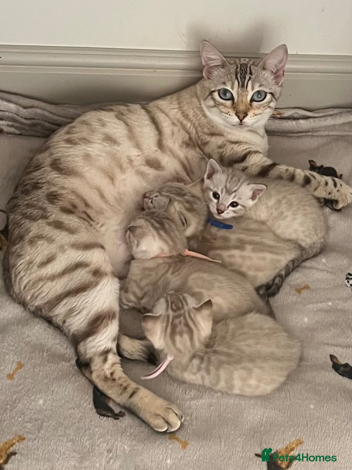 Bengal cats Top quality Snow Leopard spotted Bengal Kittens - Advert 2