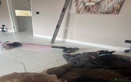 French Bulldog dogs for sale: French Bulldog  - Advert 1