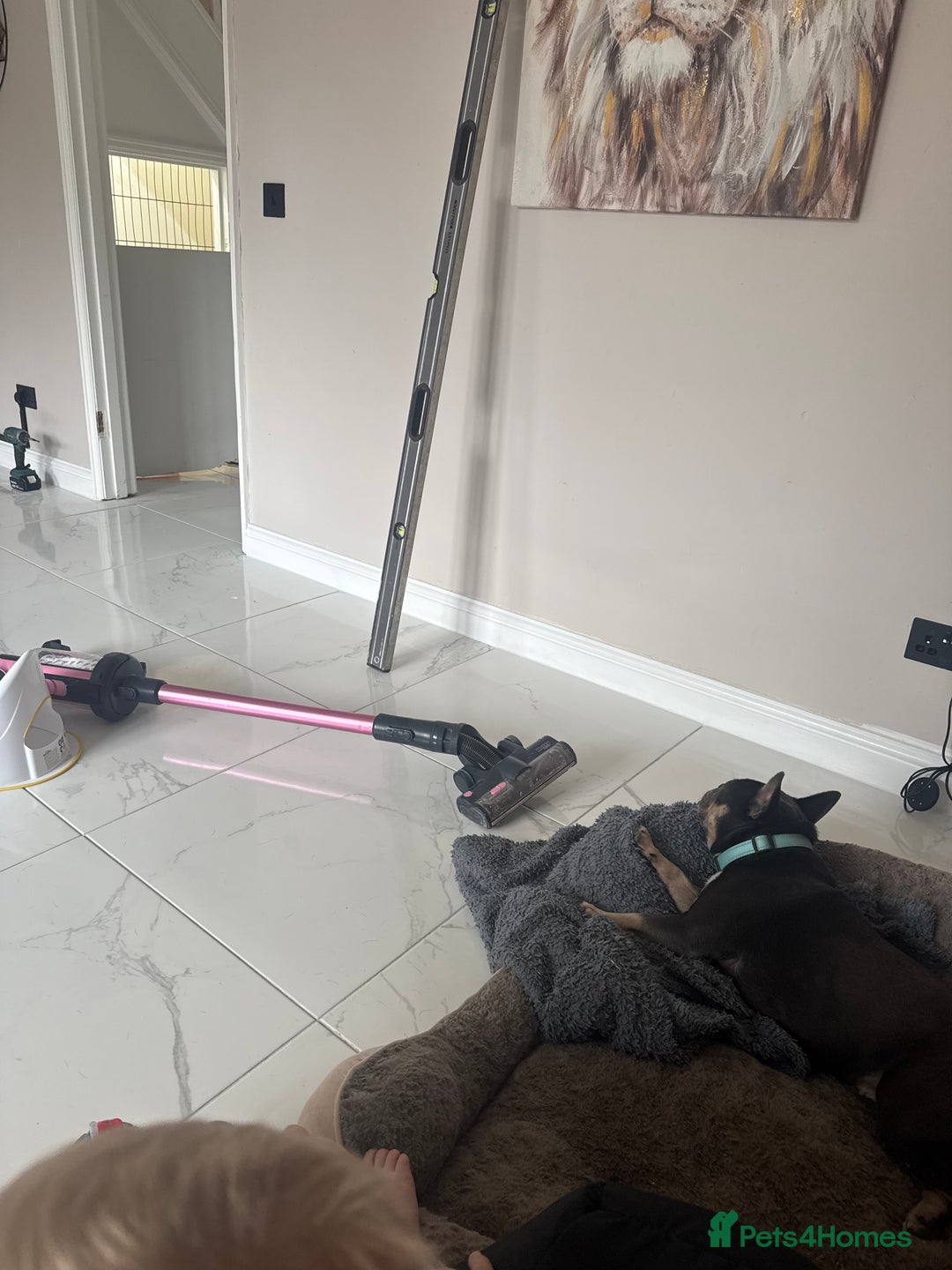 French Bulldog dogs for sale: French Bulldog  - Advert 1