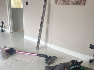 French Bulldog dogs French Bulldog - Advert 8