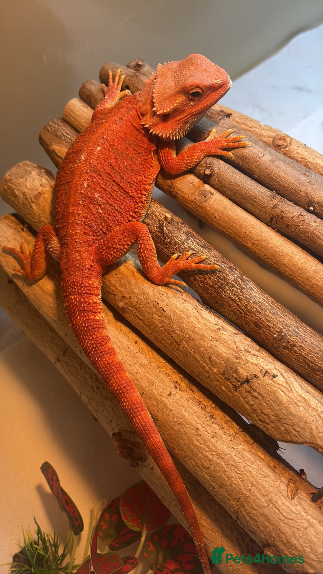 Bearded Dragon reptiles for sale: Red monster bearded dragon with full set up  - Advert 2