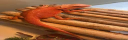 Bearded Dragon reptiles for sale: Red monster bearded dragon with full set up  - Advert 2