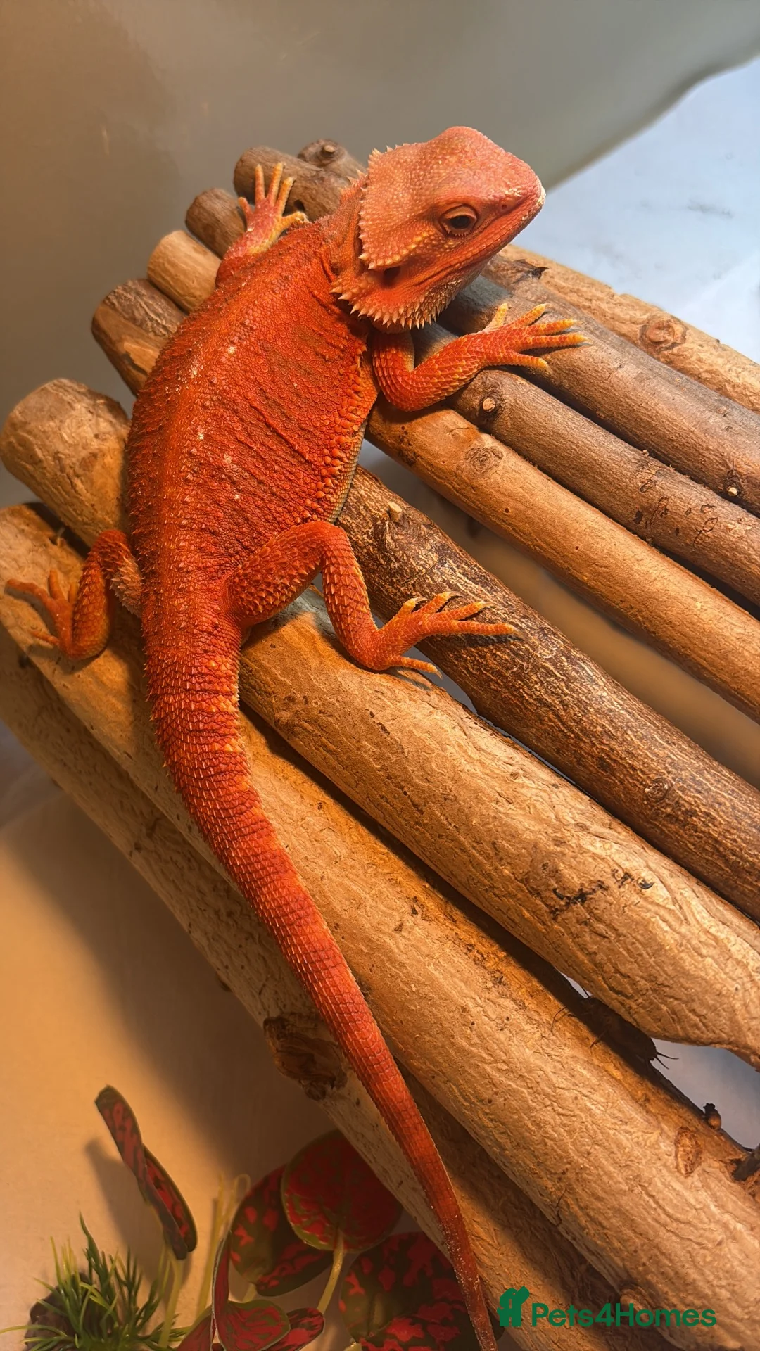 Bearded Dragon reptiles for sale: Red monster bearded dragon with full set up  - Advert 2