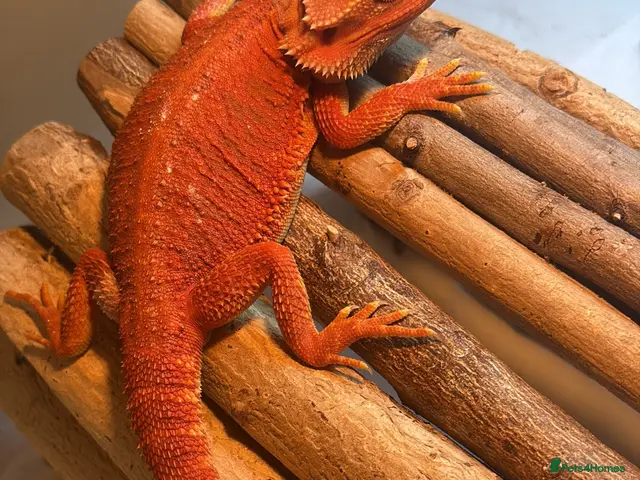 Bearded Dragon reptiles for sale: Red monster bearded dragon with full set up - Advert 2