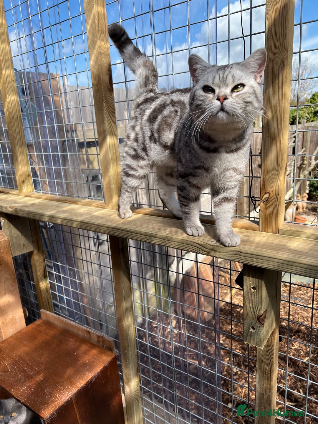 Mixed Breed cats for sale: British shorthair/Savannah cross kittens  - Advert 2