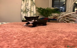 Domestic Shorthair cats for sale: Russian blue mix - Advert 10