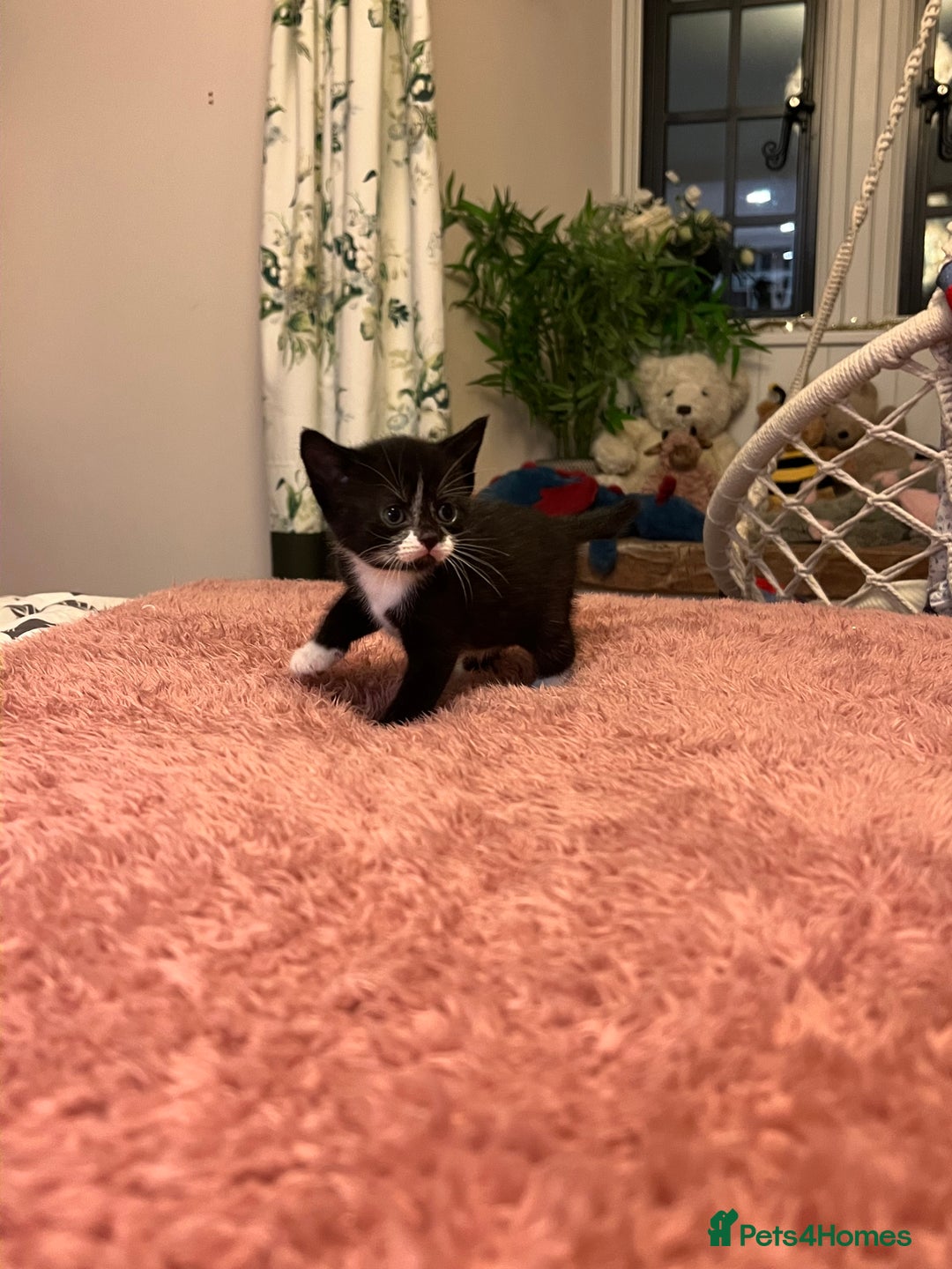 Domestic Shorthair cats for sale: Russian blue mix - Advert 10