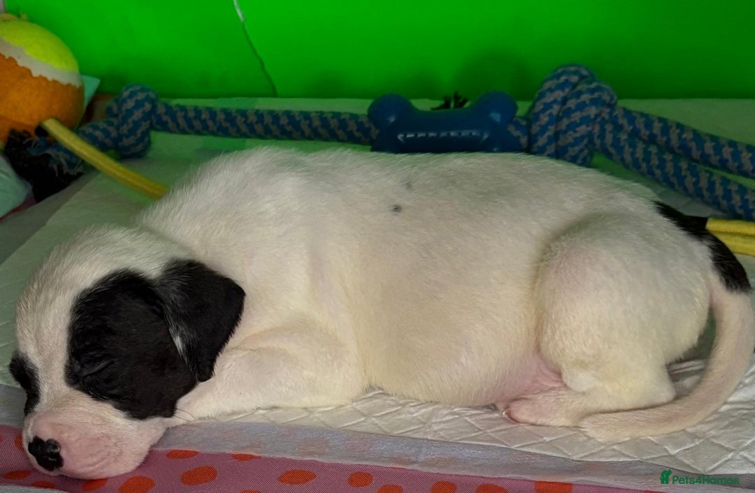 American Bulldog dogs for sale: American Bulldog - Image 4